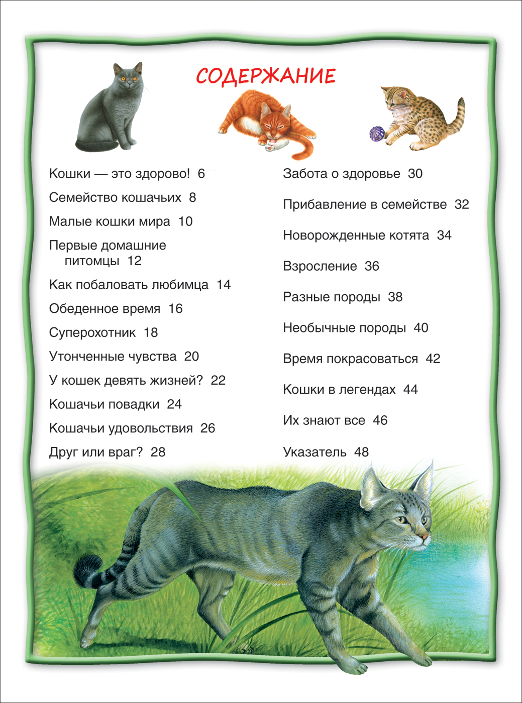 Книга из серии 100 фактов – Кошки и котята  